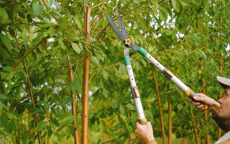 Tree trimming in Birchwood, WI
