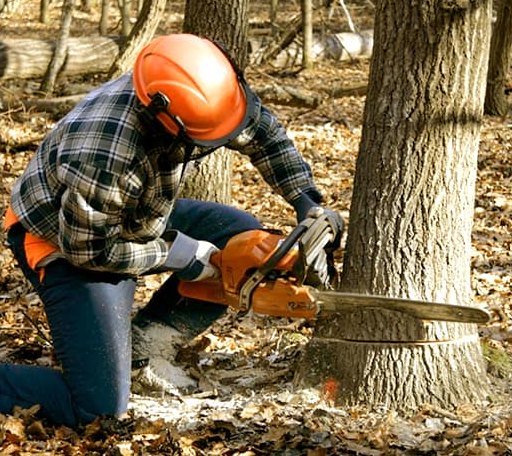 Tree Removal in Birchwood, WI